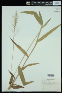 Dichanthelium polyanthes image