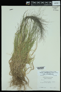 Panicum philadelphicum image