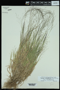 Panicum philadelphicum image