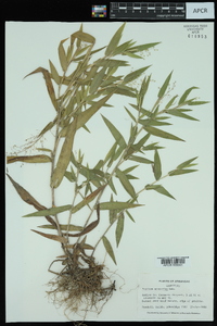 Dichanthelium scoparium image