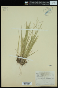 Dichanthelium linearifolium image