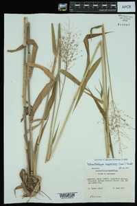 Dichanthelium scoparium image