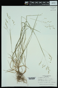 Poa autumnalis image