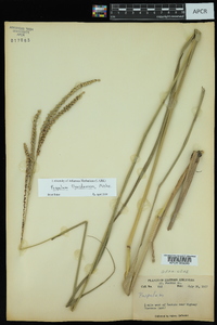 Paspalum floridanum image