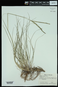 Paspalum laeve image