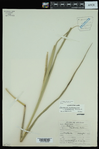 Paspalum floridanum image