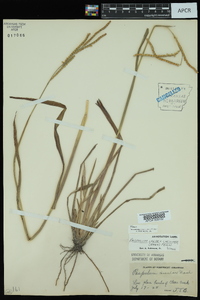 Paspalum laeve image