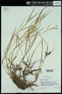 Paspalum distichum image