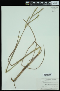 Paspalum floridanum image