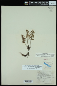 Pleopeltis polypodioides image