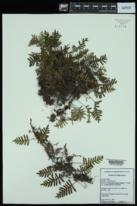 Pleopeltis polypodioides var. michauxiana image