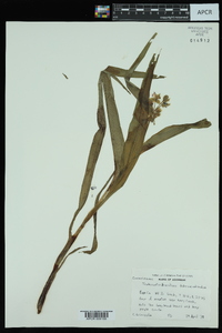 Tradescantia ernestiana image