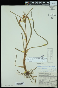 Tradescantia bracteata image