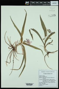 Tradescantia ernestiana image