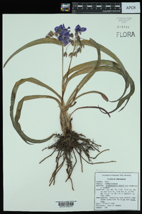 Tradescantia ernestiana image