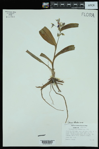 Tradescantia ernestiana image