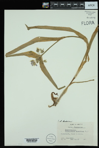 Tradescantia ernestiana image