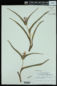 Tradescantia hirsuticaulis image