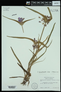 Tradescantia hirsuticaulis image