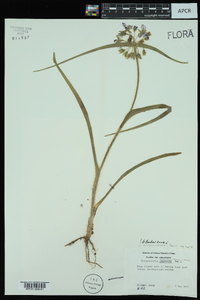 Tradescantia hirsuticaulis image