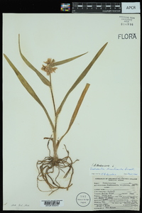 Tradescantia hirsuticaulis image