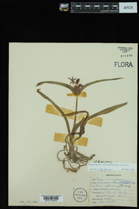 Tradescantia hirsuticaulis image