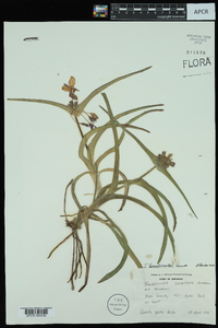 Tradescantia hirsuticaulis image