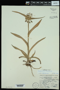 Tradescantia hirsuticaulis image