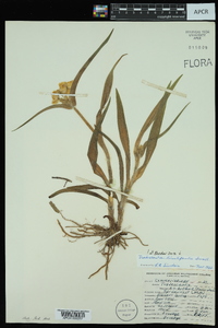 Tradescantia hirsuticaulis image