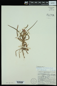 Tradescantia hirsuticaulis image