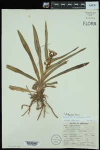 Tradescantia hirsuticaulis image