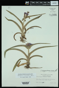 Tradescantia hirsuticaulis image