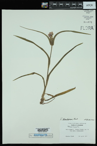 Tradescantia hirsutiflora image