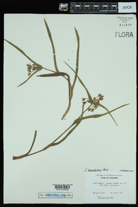 Tradescantia hirsutiflora image