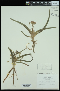 Tradescantia longipes image