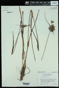 Tradescantia ohiensis image