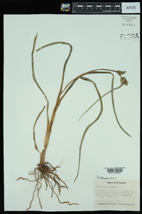 Tradescantia ohiensis image