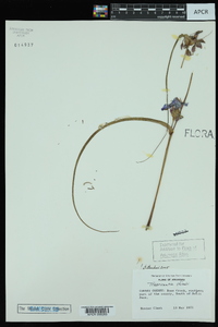 Tradescantia ohiensis image