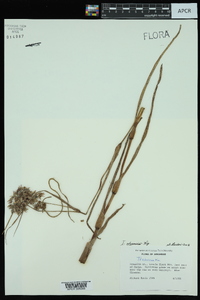 Tradescantia ohiensis image