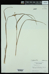 Tradescantia ohiensis image