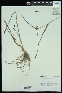 Tradescantia ohiensis image