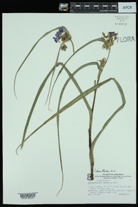 Tradescantia ohiensis image