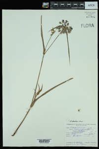 Tradescantia ohiensis image