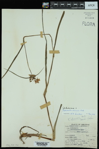 Tradescantia ohiensis image