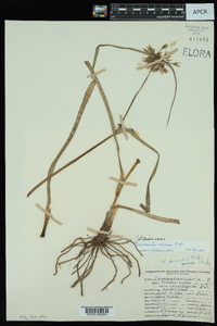 Tradescantia ohiensis image