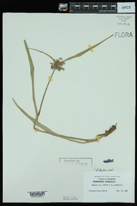 Tradescantia reverchonii image