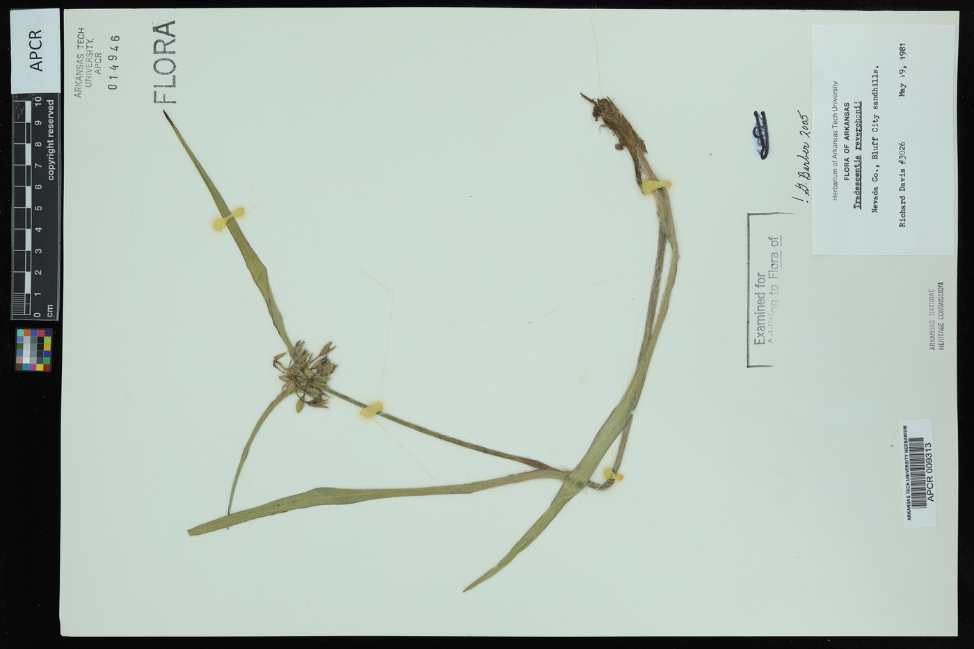 Tradescantia reverchonii image