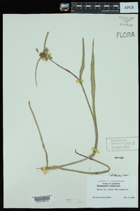 Tradescantia reverchonii image