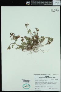 Glandularia canadensis image