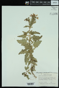 Glandularia canadensis image